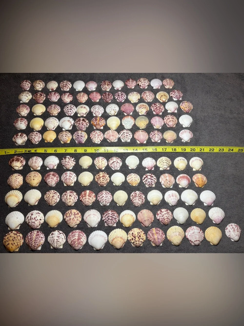 120 - Sanibel Island Scallop Seashell Collection.  Great for crafters!!